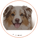 Owczarek australijski red merle